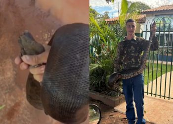Jovem resgata jiboia de 2 metros em escola e sai carregando serpente por rua em MS; VÍDEO
